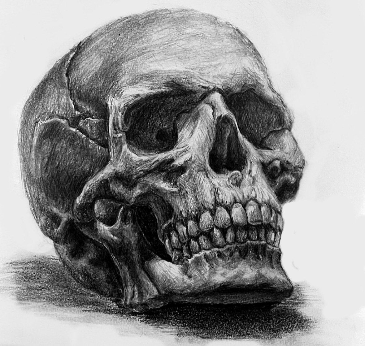 Skull Study - anatomical graphite drawing